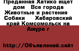 Преданная Хатико ищет дом - Все города Животные и растения » Собаки   . Хабаровский край,Комсомольск-на-Амуре г.